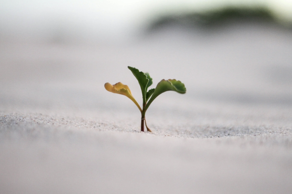 small plant growing from sand
