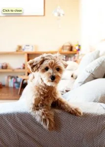 Katsuya Kamo's cute dog!