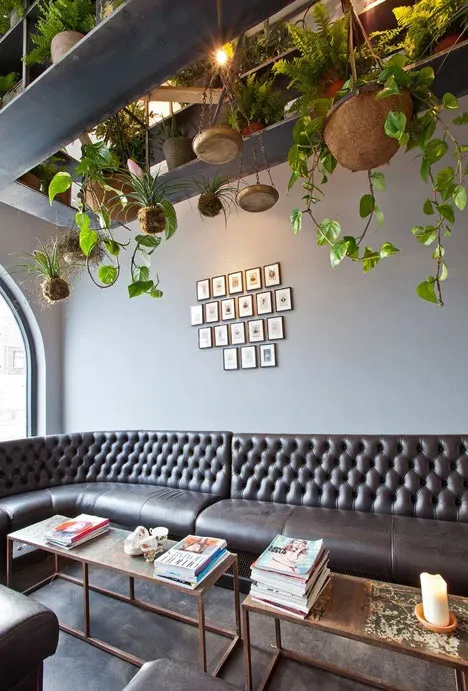 mogeen hanging plants