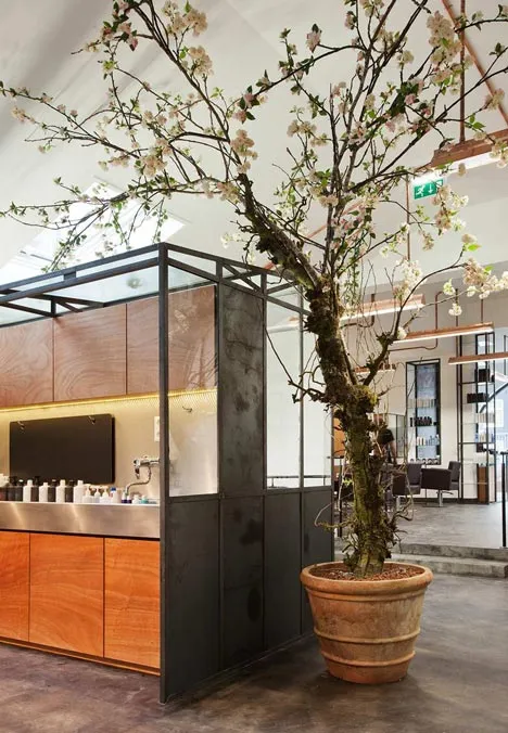 mogeen tree in salon
